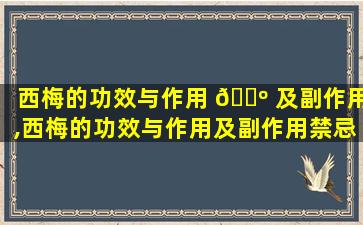 西梅的功效与作用 🐺 及副作用,西梅的功效与作用及副作用禁忌症